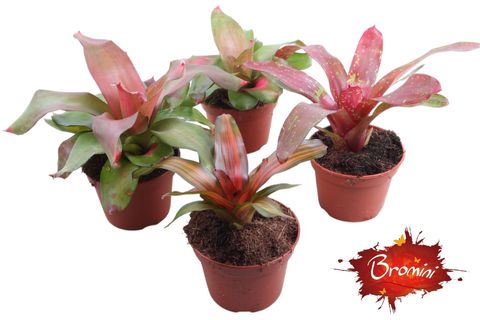 Neoregelia MIX