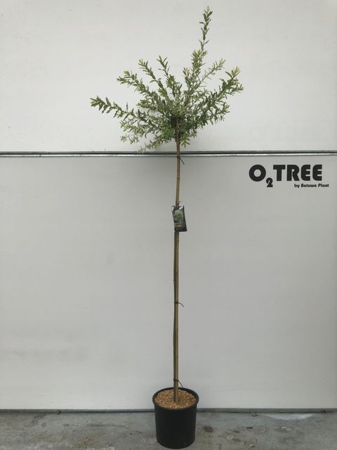 Ива integra 'Хакуро-нишики'