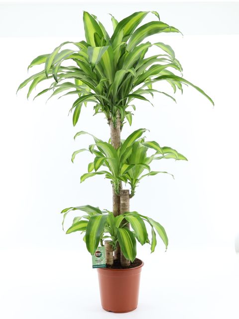 Dracaena fragrans 'Massangeana'