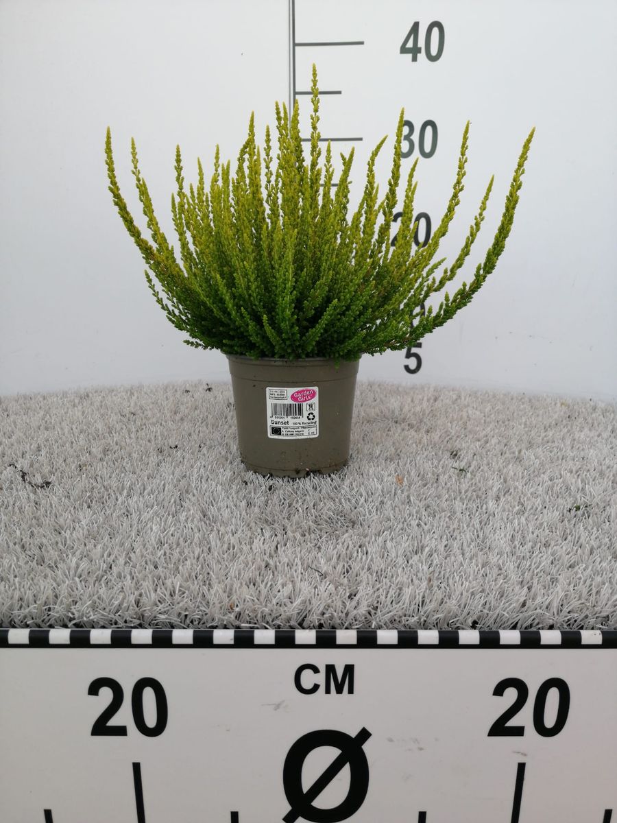 Calluna vulgaris SUNSET GIRLS ZELDA — Plant Wholesale FlorAccess