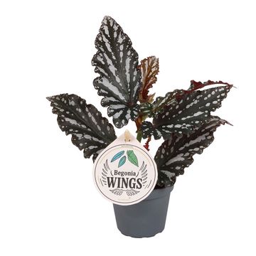 Begonia 'Wing Ruby'