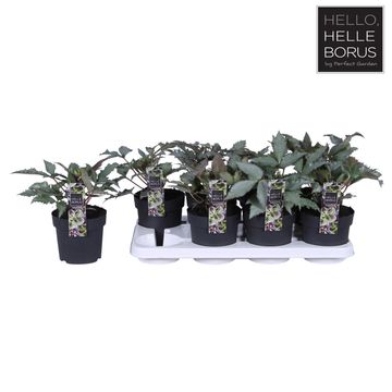 Helleborus x sternii 'Silver Dollar'