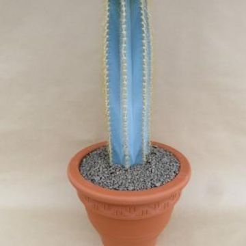 Pilosocereus azureus