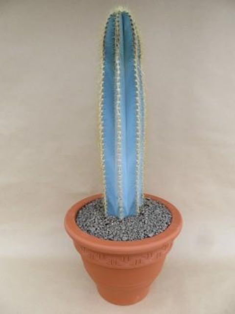 Pilosocereus azureus