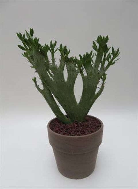 Senecio anteuphorbium cristata