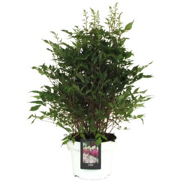 Astilbe 'Whasingthon'