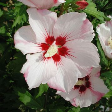 Hibiscus syriacus 'Hamabo'