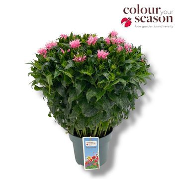 Monarda 'Pink Frosting'