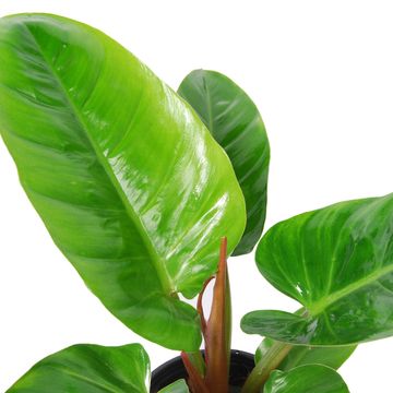 Philodendron melinonii