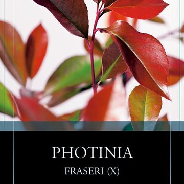 Photinia x fraseri 'Red Robin'