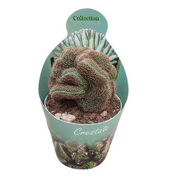 Lobivia arachnacantha cristata