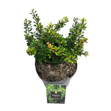 Berberis thunbergii 'Kobold'