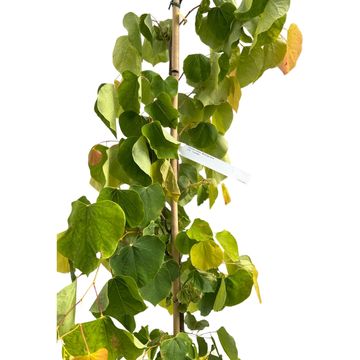 Cercis canadensis THE RISING SUN