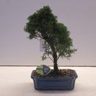 Juniperus chinensis