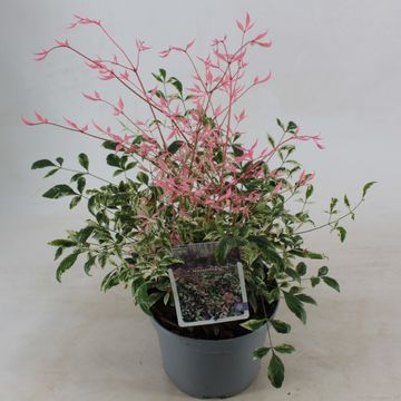 Nandina domestica 'Twilight'
