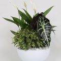 Arrangement Spathiphyllum