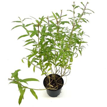 Salix udensis 'Sekka'