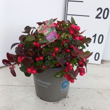 Gaultheria procumbens