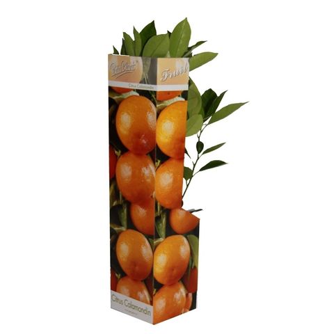 Citrus x microcarpa