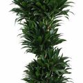 Dracaena fragrans 'Compacta'