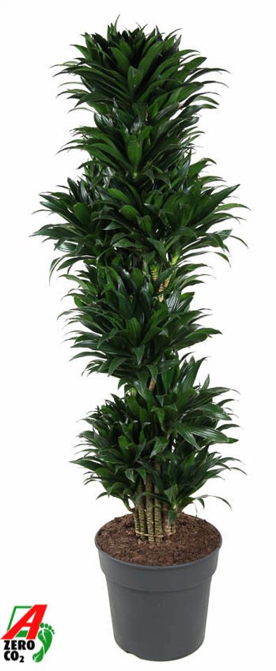 Dracaena fragrans 'Compacta'