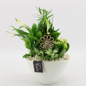 Ετοιμασίες Houseplants