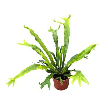Asplenium nidus