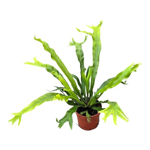 Asplenium nidus