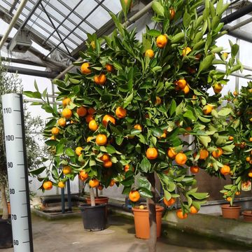 Citrus x microcarpa