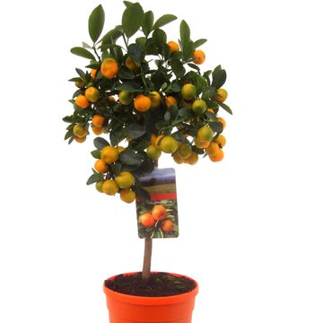Citrus x microcarpa