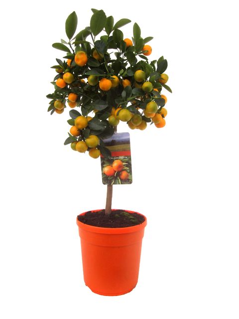 Citrus x microcarpa