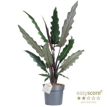 Alocasia lauterbachiana