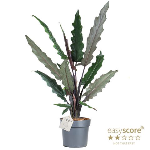 Alocasia lauterbachiana