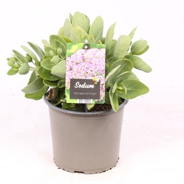 Sedum spectabile 'Hot Stuff'