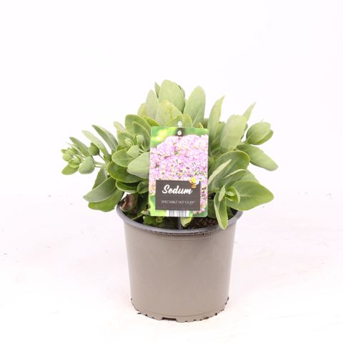 Sedum spectabile 'Hot Stuff'