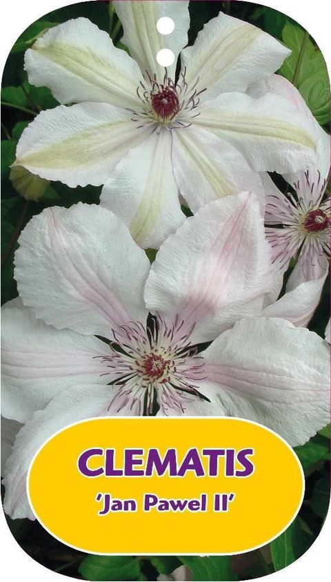 Clematis 'Jan Pawel II' (LL)