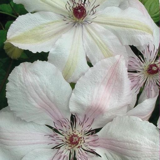 Clematis 'Ян Павел II' (LL)