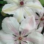 Clematis 'Jan Pawel II' (LL)