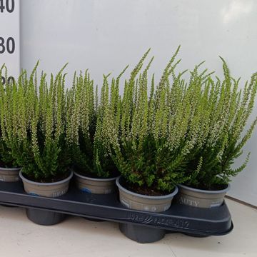Calluna vulgaris BEAUTY LADIES VERENKA