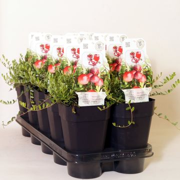 Vaccinium macrocarpon 'Pilgrim'