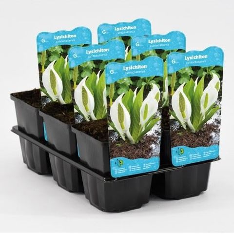 Lysichiton camtschatcensis
