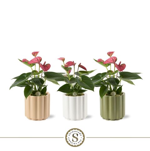 Anthurium PINK CHAMPION