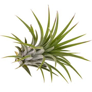 Tillandsia ionantha