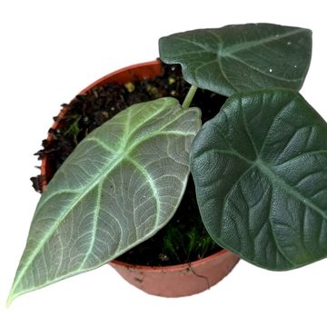 Alocasia 'Dragon Moon'