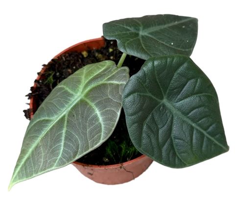 Alocasia 'Dragon Moon'