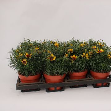 Coreopsis verticillata 'Corleone Red & Gold'
