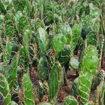 Opuntia zebrina reticulata 'Cobra'