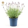 Lavandula angustifolia 'Felice Light Pink'