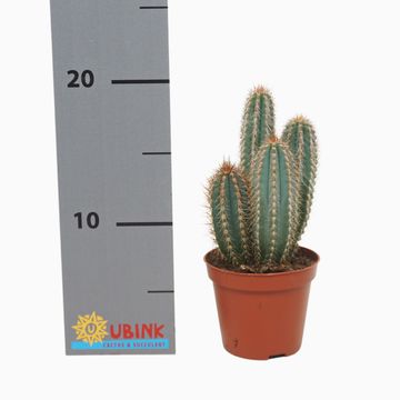 Pilosocereus odilensis