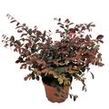 Loropetalum chinense